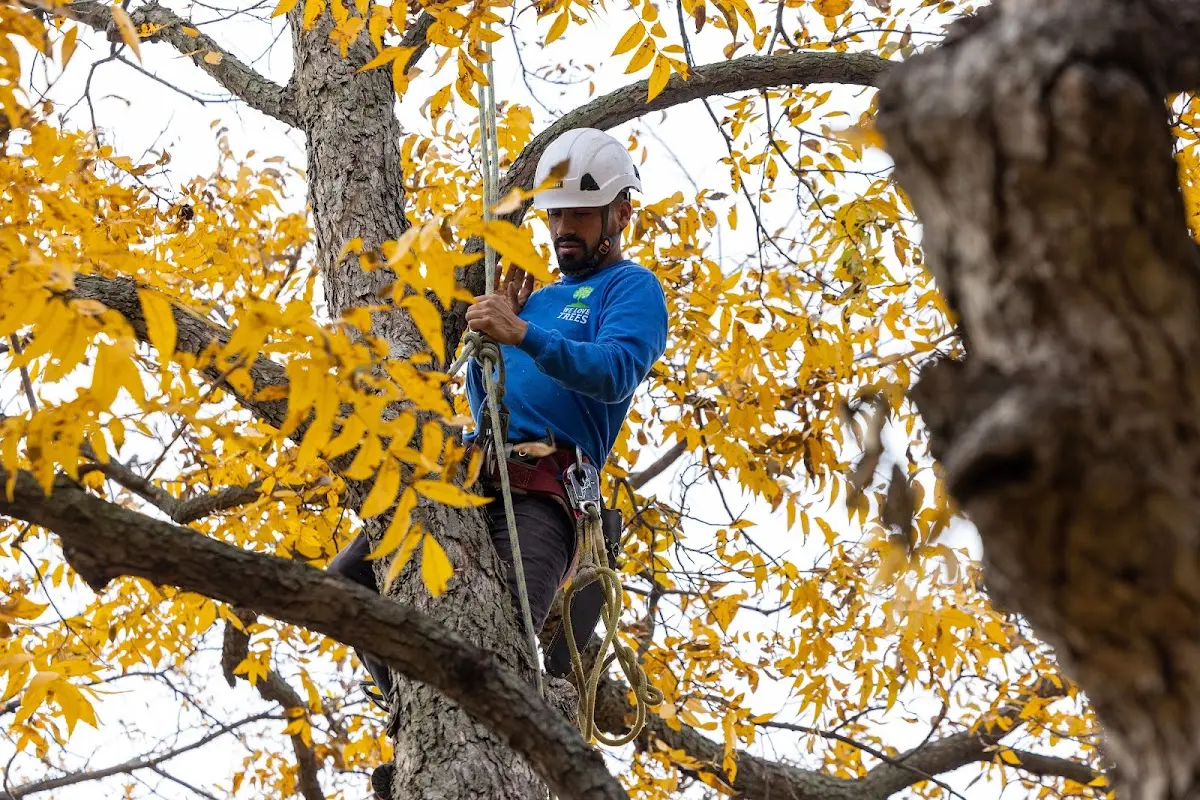 Skilled Tree Transplanting crew working in Adrian